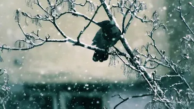 Қар, көктайғақ, ауа райы болжамы, Қазақстан, 22 қараша, дауылды ескерту, сурет - Zakon.kz жаңалық 21.11.2025 21:29