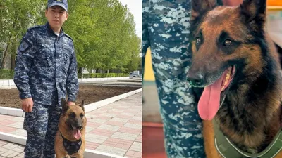 Жыл басынан бері Павлодар облысында қызметтік иттердің көмегімен 150-ден астам қылмыс ашылды., сурет - Zakon.kz жаңалық 21.11.2025 09:31