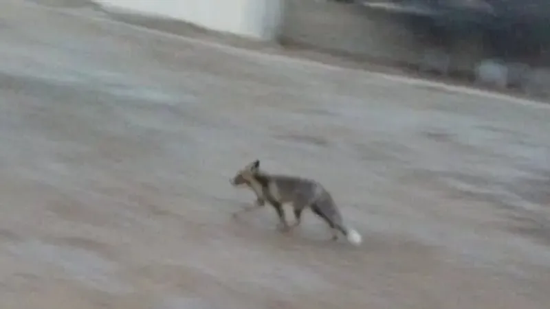 Маңғыстауда жабайы түлкі оқушыларға шабуылдаған