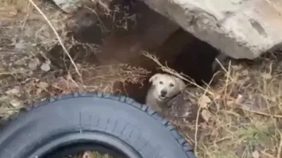 Ит, құтқару, Қарағанды облысы, ТЖД, сурет - Zakon.kz жаңалық 22.11.2025 09:58