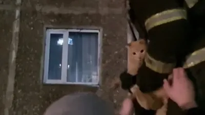 Мысық, Қарағанды, ағаш, құтқару , сурет - Zakon.kz жаңалық 23.11.2025 10:47