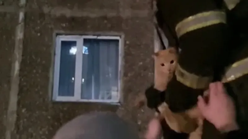 Қарағандыда ағаштан түсе алмай тұрған мысыққа көмек көрсетілді