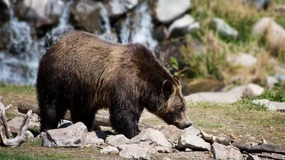 Канадада аю мектеп оқушыларына шабуыл жасады: зардап шеккендер бар, сурет - Zakon.kz жаңалық 24.11.2025 11:36