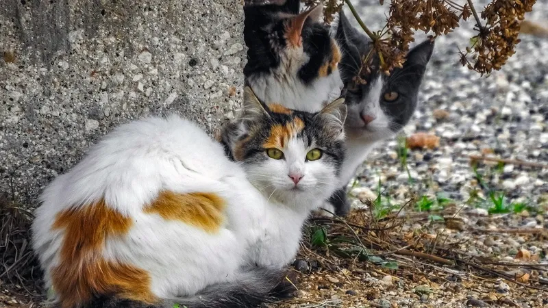 Жаңа Зеландия жабайы мысықтарды түбегейлі жойып жіберуді жоспарлап отыр