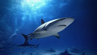 2025 жылдың 27 қарашасында Австралиядағы Крауди шығанағына қарасты Кайлис жағажайында үлкен бұқа-акула Еуропадан келген 20 жастағы екі туристке шабуыл жасаған, деп хабарлайды Zakon.kz., сурет - Zakon.kz жаңалық 28.11.2025 16:56