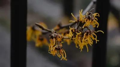 Алматының бас ботаникалық бағында сирек кездесетін "сиқырлы жаңғақ" табылды , сурет - Zakon.kz жаңалық 01.12.2025 16:55