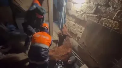 Ақтөбеде ірі қара мал терең жертөлеге құлап, құтқарушылардың көмегімен шығарылды , сурет - Zakon.kz жаңалық 01.12.2025 09:51