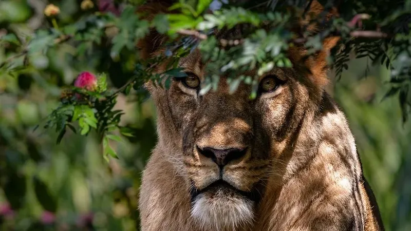 Бразилиядағы хайуанаттар бағында арыстан келушіні талап өлтірді