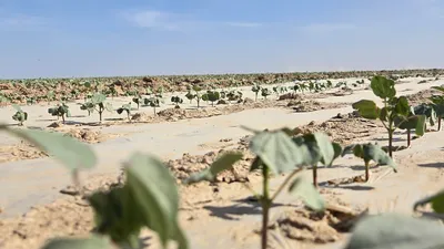 Қазақстанда Орталық Азиядағы ең ірі мақта өңдеу кешені құрылады, сурет - Zakon.kz жаңалық 02.12.2025 09:45