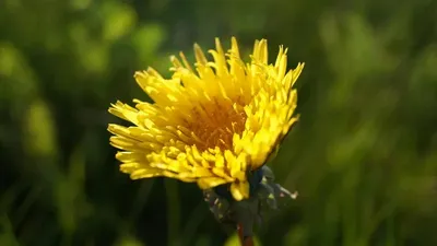 Қысқы ғажайып: Көлсай көлдерінде бақабақ өсімдігі гүлдеуде , сурет - Zakon.kz жаңалық 03.12.2025 16:00