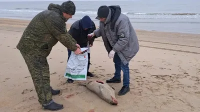 Дағыстандағы Каспий жағалауында өлі итбалықтар табылды , сурет - Zakon.kz жаңалық 04.12.2025 13:06