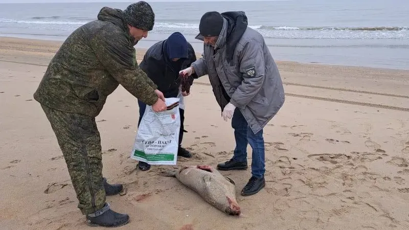 Дағыстандағы Каспий жағалауында итбалық өлекселері табылды