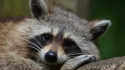 АҚШ-та ішімдікке сылқия тойып алған жанат дүкенді қиратып, артынша дәретханада ұйықтап қалған, сурет - Zakon.kz жаңалық 04.12.2025 13:13