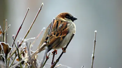 5 желтоқсанда елдің қай өңірінде қар мен жаңбыр жаумайды, сурет - Zakon.kz жаңалық 04.12.2025 17:41