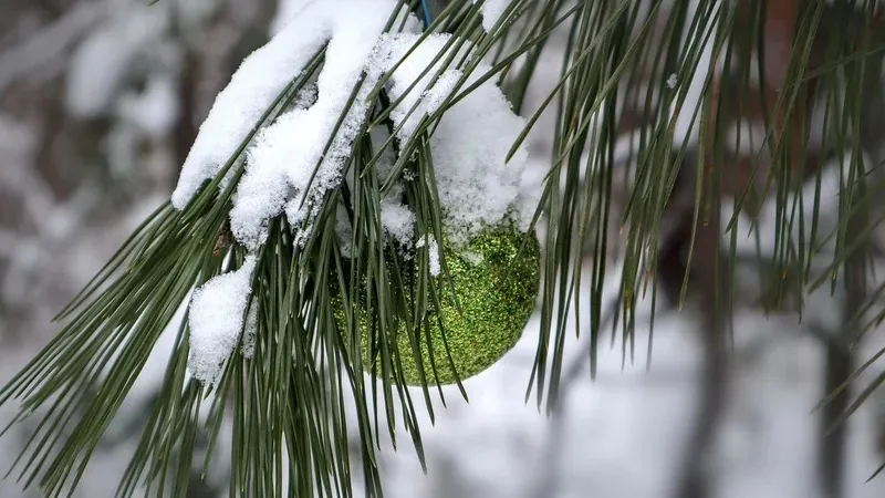 Қалтаға ауыр түседі: Ормандағы бір түп шырша қанша тұрады