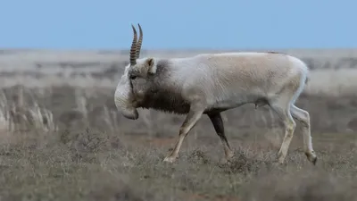 Ақбөкен, Қазақстан, квота, Экология министрлігі, CITES , сурет - Zakon.kz жаңалық 06.12.2025 11:55