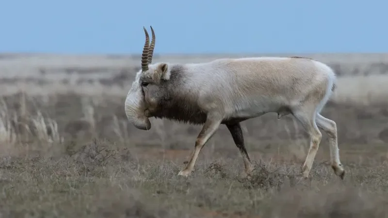 Қазақстанға киік мүйіздерін сатуға рұқсат берілді