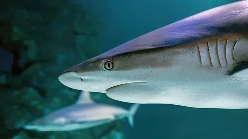 Мальдив аралдарында турист акуланың жемтігіне айнала жаздады