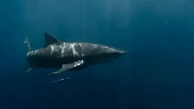 Үндістанда жағаға жақын маңнан бес тонналық акула ауланды, сурет - Zakon.kz жаңалық 09.12.2025 13:35