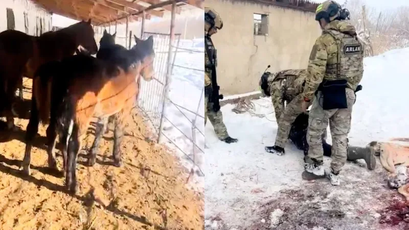 Жетісу облысында үш ер адам ұрланған малдарды сойып жатқанда ұсталды