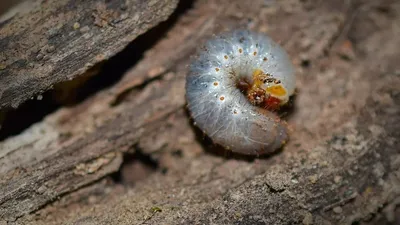 Қытайда тірі құрттарды шалбарына салып өтпек болған әйел ұсталды, сурет - Zakon.kz жаңалық 11.12.2025 13:15