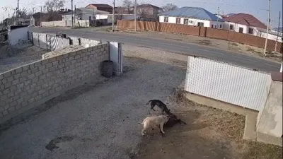 Атырауда бұралқы иттер малға шапты , сурет - Zakon.kz жаңалық 12.12.2025 10:29