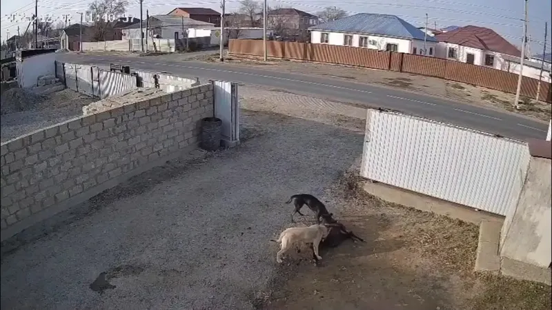 Атырауда бұралқы иттер малға шапты