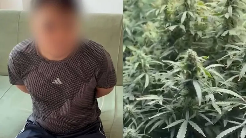 Алматыда пәтерден қолдан жасалған фитозертхана анықталды