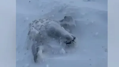 Қой, қардың асты, қырылу, БҚО, видео, сурет - Zakon.kz жаңалық 15.12.2025 20:35