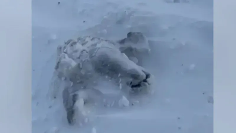 "Қатып өлген". БҚО тұрғындары қалың қар астында қалып кеткен қойларын қолмен аршып алуда