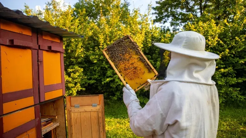 Ара шаруашылығы туралы заңға бірқатар өзгерістер енгізілді