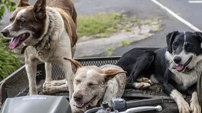Үндістанда бұралқы иттер көшеде қалған тастанды сәбиді талап өлтірген , сурет - Zakon.kz жаңалық 18.12.2025 12:08