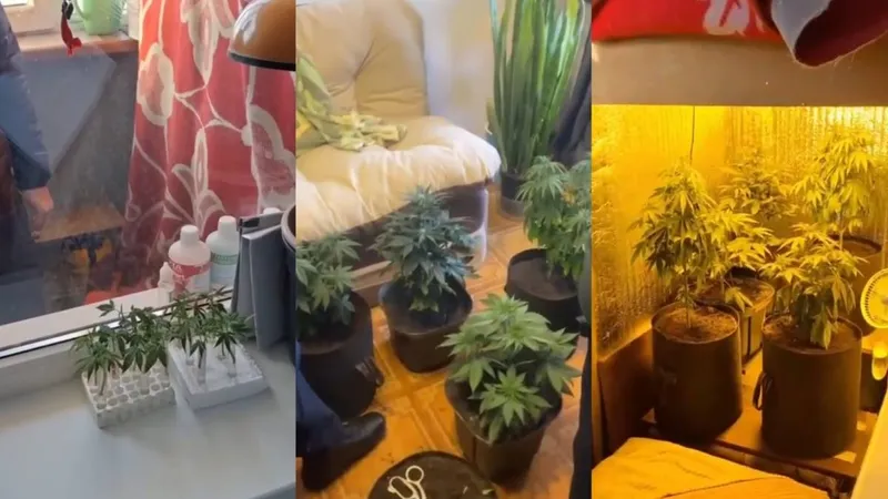 Ақтөбеде балконында марихуана өсірген ер адам ұсталды