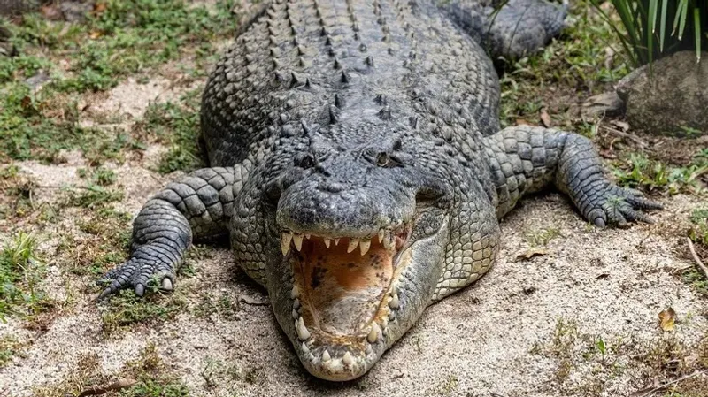 Индонезияда он жасар баланы сүйреп әкеткен қолтырауынға аңшылық жарияланды