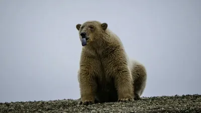 Италиядағы аюлар адами ортаға үйренісіп, жаңа мінез-құлық қалыптастырған - зерттеу , сурет - Zakon.kz жаңалық 23.12.2025 12:42