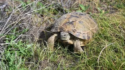 Экология және табиғи ресурстар министрі 2025 жылдың 18 желтоқсанында Қазақстан Республикасының аумағында ортаазиялық тасбақа, оның бөліктері мен туындыларын 2040 жылға дейін қолдануға тыйым салу туралы бұйрыққа қол қойды., сурет - Zakon.kz жаңалық 25.12.2025 14:05