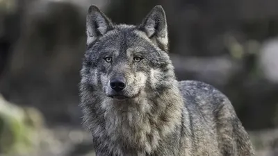 Қасқыр, шибөрі, аулау, рұқсат, 5 қаңтар, сурет - Zakon.kz жаңалық 31.12.2025 18:44