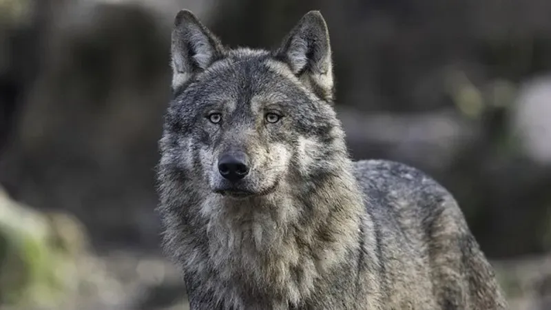 Еліміздің бірқатар өңірінде 5 қаңтардан бастап қасқыр мен шибөрілерді аулауға рұқсат етіледі