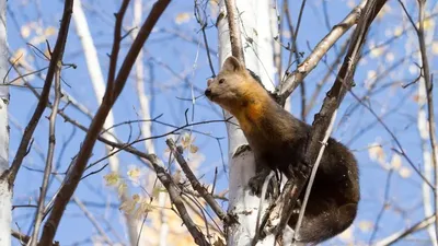 Ағаштағы бал мен бақытты бұлғын: Ұлттық парктегі фототұзаққа сирек кадрлар түсірілді , сурет - Zakon.kz жаңалық 31.12.2025 13:35