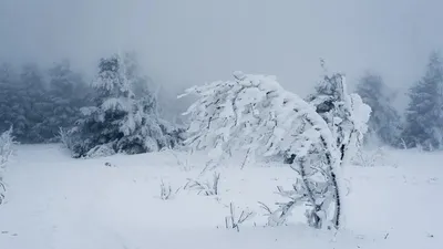 Қар, боран, 2 қаңтар, ауа райы болжамы, Қазақстан, сурет - Zakon.kz жаңалық 01.01.2026 15:53