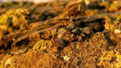 Иудея шөлінің құмынан 1400 жылдық алтын қазына табылды, сурет - Zakon.kz жаңалық 02.01.2026 17:39