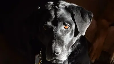 Ит, лабрадор, Өскемен, бесінші қабат, лақтыру, сурет - Zakon.kz жаңалық 05.01.2026 22:42