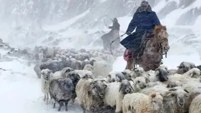 Шопан, малшы, зейнеткерлік жас, Ауылшаруашылығы министрлігі, сурет - Zakon.kz жаңалық 07.01.2026 12:57