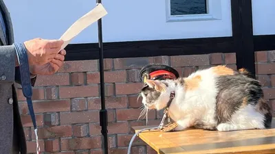 Жапонияда мысық вокзал басшысы болып тағайындалды, сурет - Zakon.kz жаңалық 09.01.2026 13:17