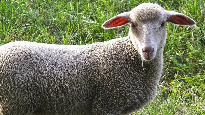 Германияда қойлар дүкенге басып кірді