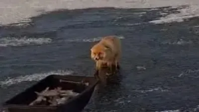 Астана маңында түлкі балықшыларды "алдап кетті", сурет - Zakon.kz жаңалық 11.01.2026 13:45