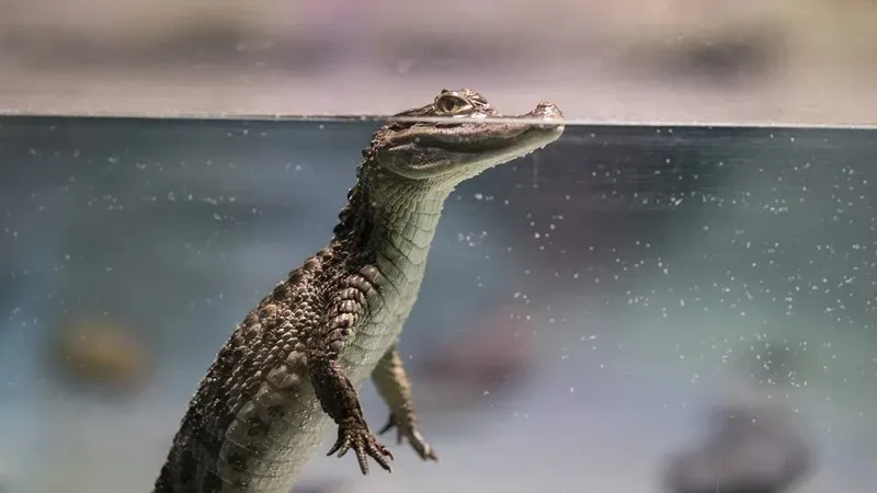 Ғалымдар әлемдегі ең ірі бауырымен жорғалаушыны тапты, ол көп күш жұмсамай-ақ мұхитты кезіп өте алады