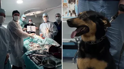 Джеси атты неміс овчаркасы, сурет - Zakon.kz жаңалық 15.01.2026 10:24