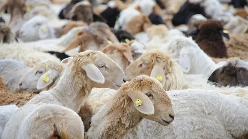 Алдағы бес жылда мал шаруашылығын жеңілдетілген несиелендіру тетігі арқылы дамыту көзделуде