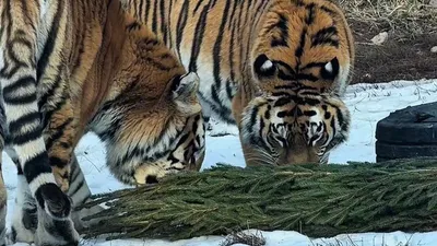 Алматы қаласы Мәдениет басқармасына қарасты хайуанаттар бағында 8-18 қаңтар күндері ұйымдастырылған "Шыршаны тапсыр" экологиялық акциясы мәресіне жетті. , сурет - Zakon.kz жаңалық 20.01.2026 10:07